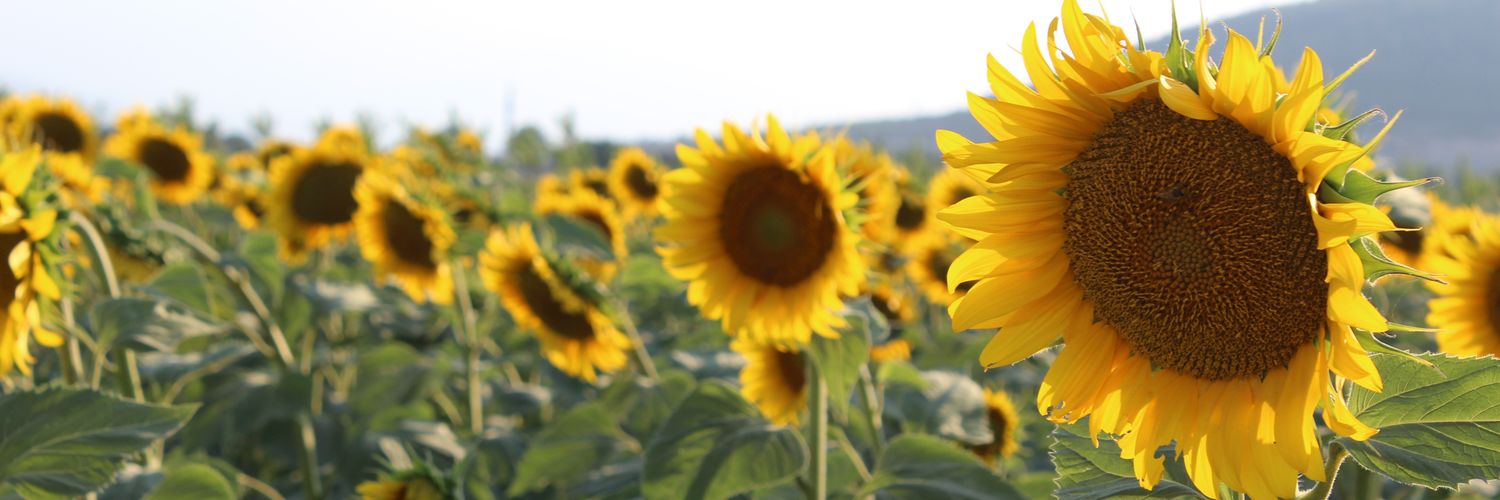 selinbatmaz16's profile banner image