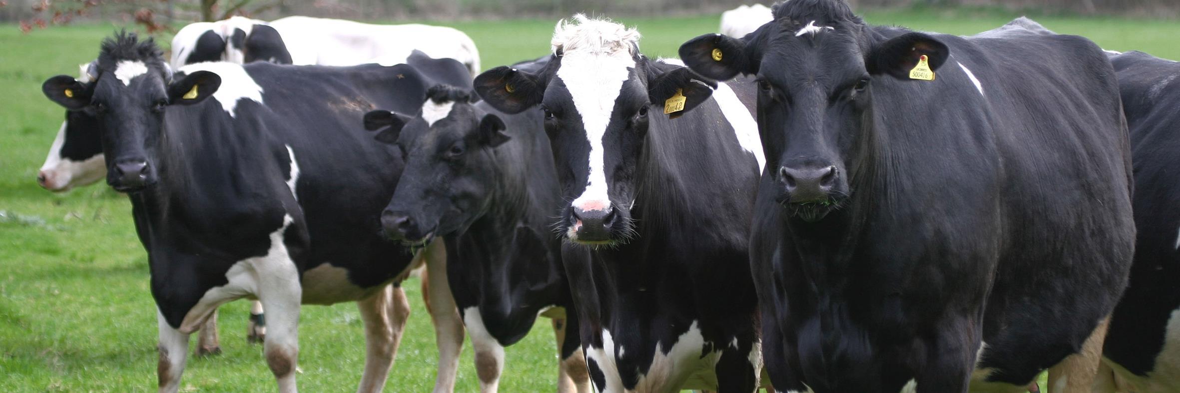 VetVaccNet's profile banner image