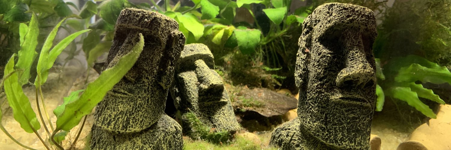 rodguabiraba's profile banner image