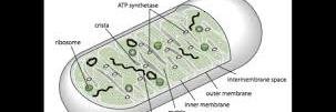 _Mitochondria7's profile banner image