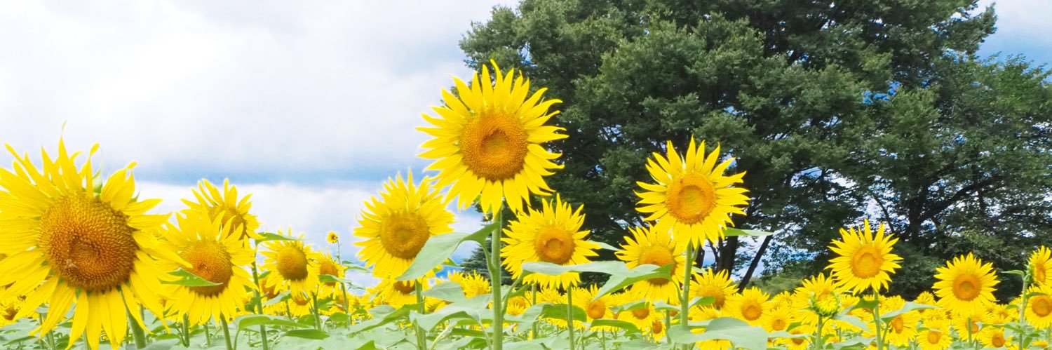 ayanodezy's profile banner image