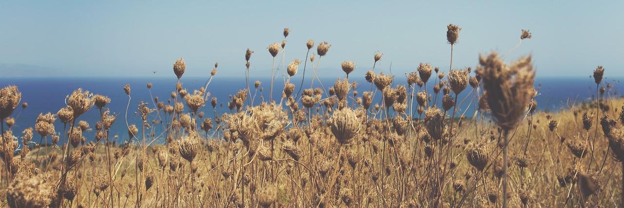 Dianna Labrien banner