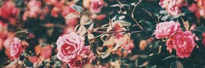 _emily_freeman_'s profile banner image