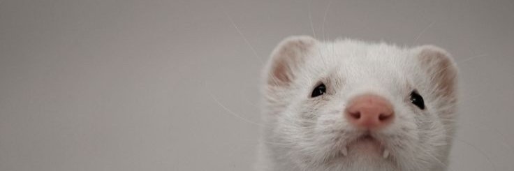 Loïc CHAUVIERE banner