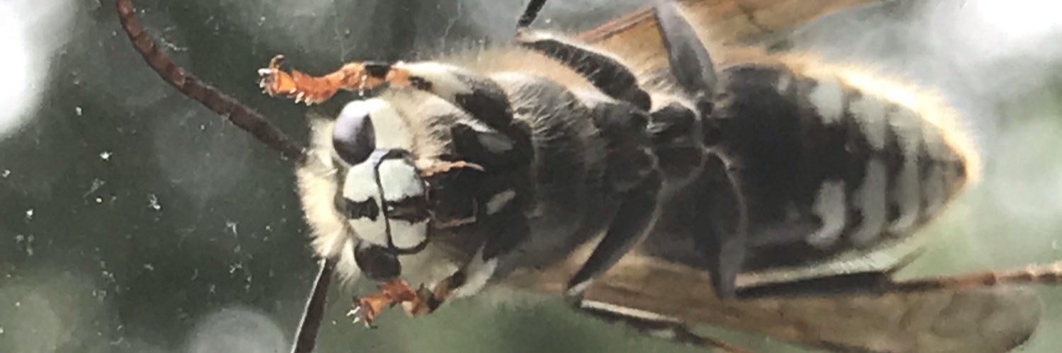 wdalt's profile banner image