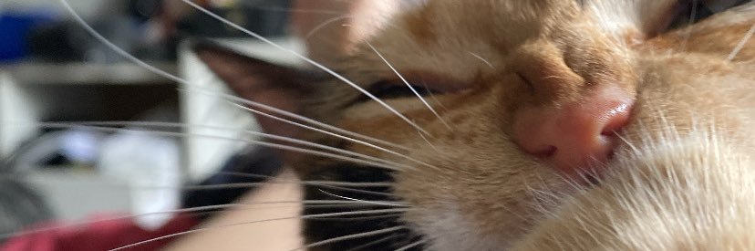 grassote's profile banner image