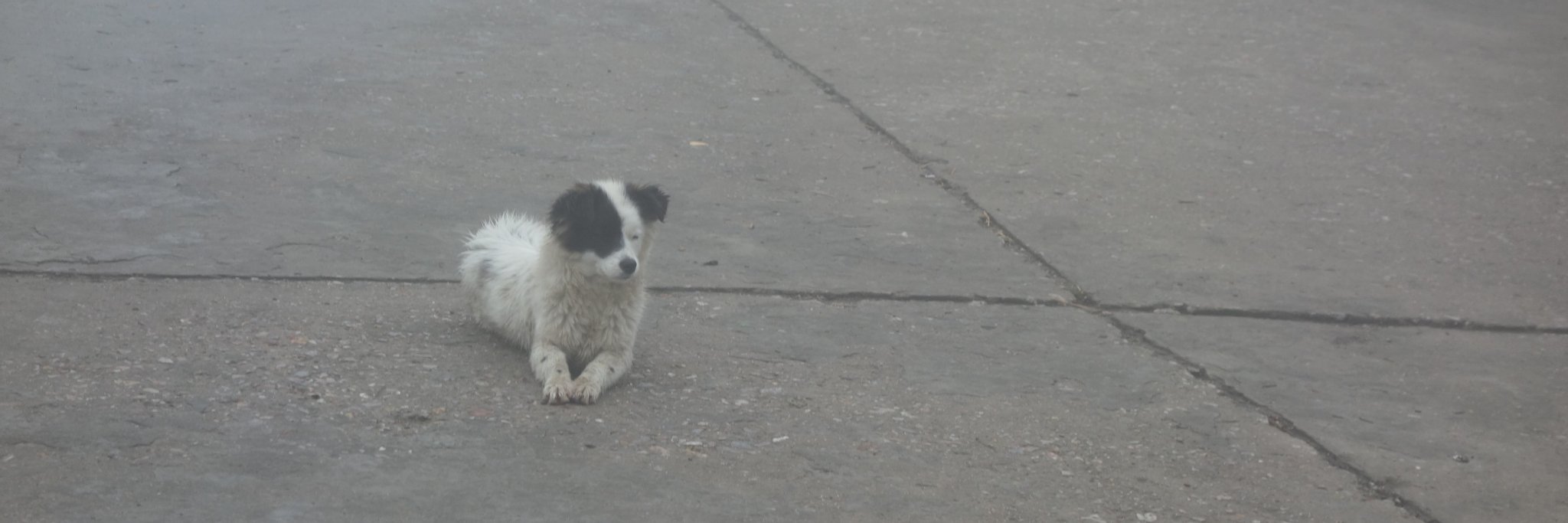 Charles Zhang banner