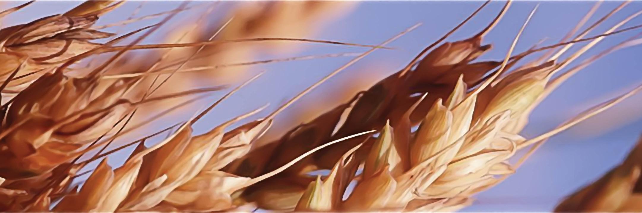 Russell McLaughlin banner