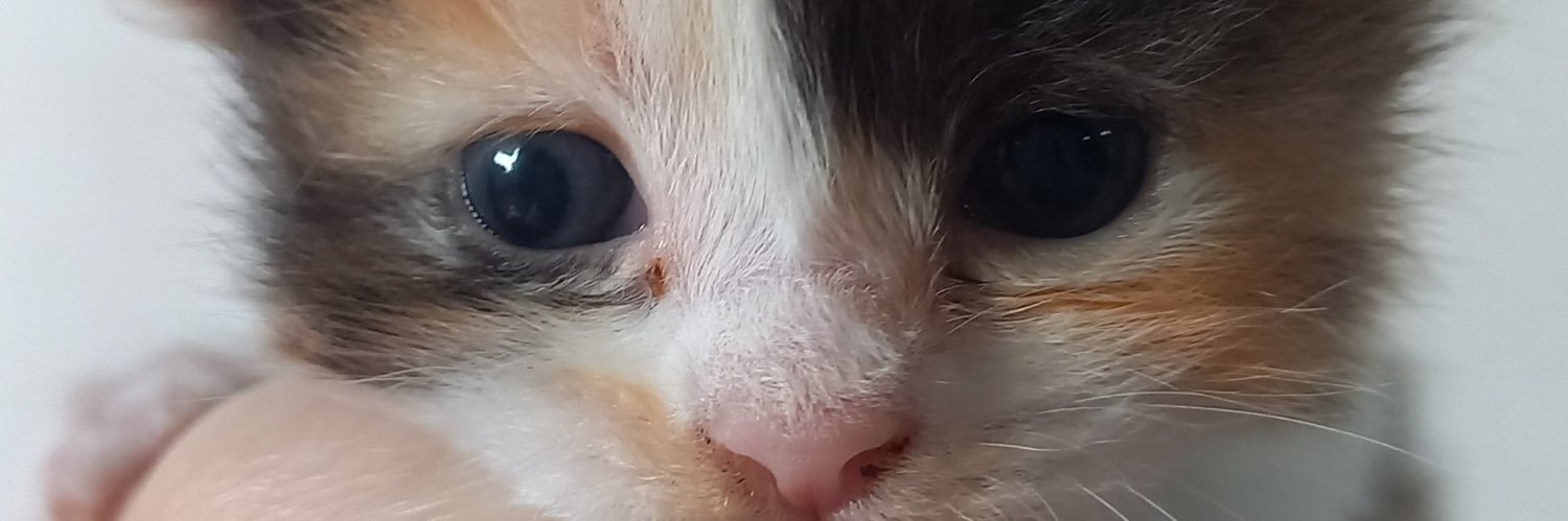 cochovanila's profile banner image