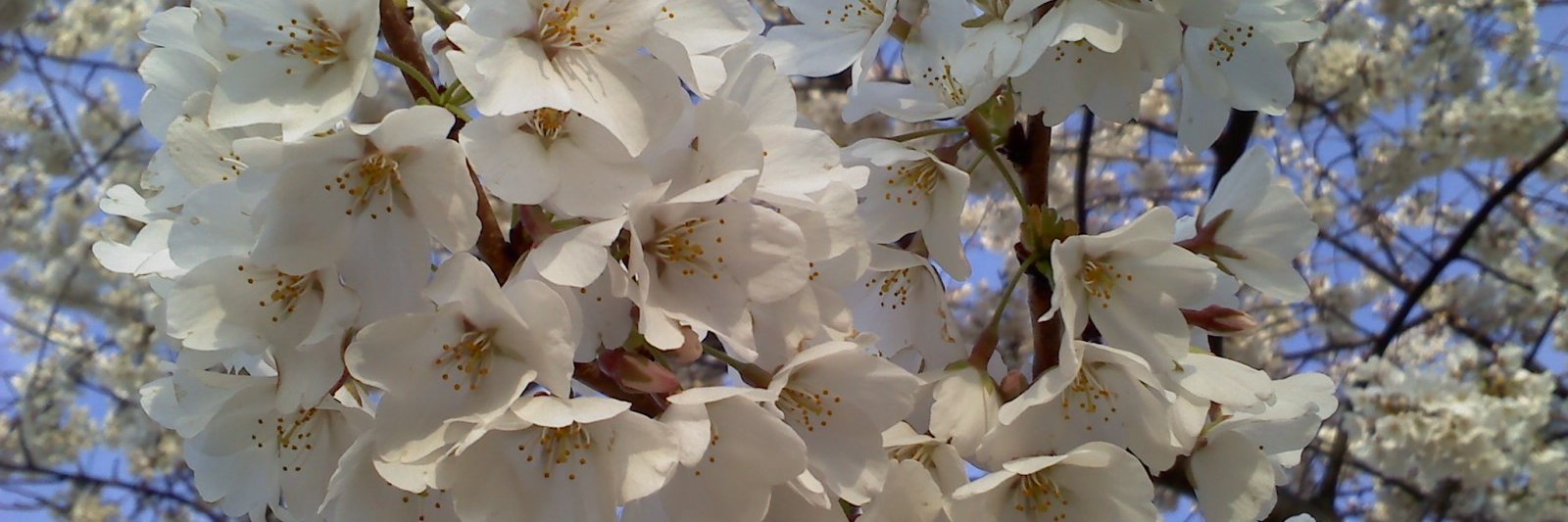 dmwatson2's profile banner image