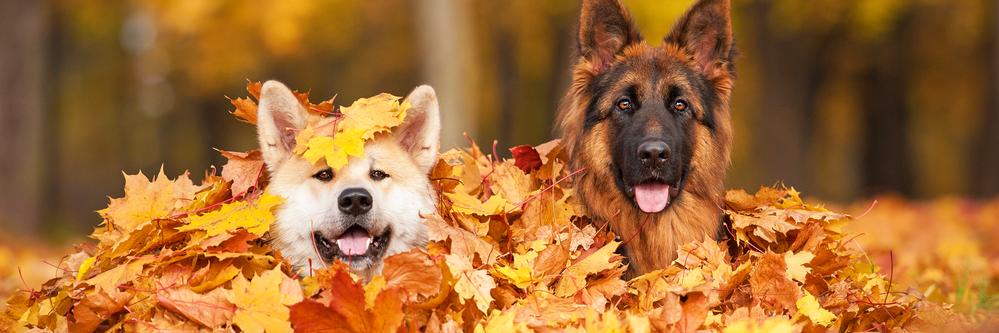 Mem Animal Clinic banner
