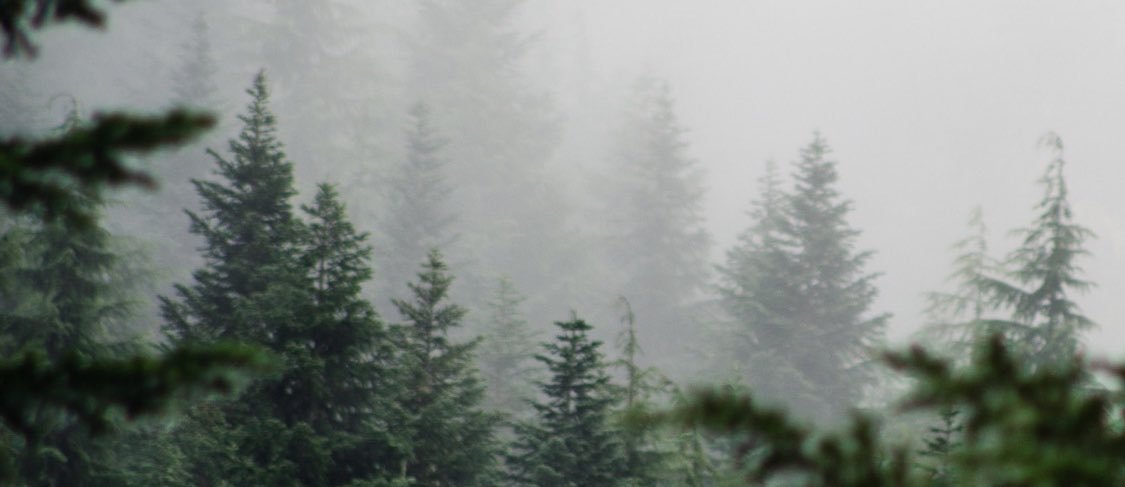 ptroyodactyl's profile banner image