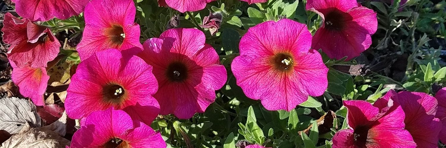 ligzok's profile banner image