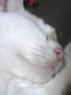 珈琲屋の猫 banner