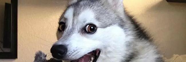 Pretty Bad Jokes banner