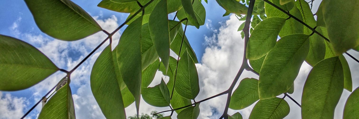 allison_norch's profile banner image