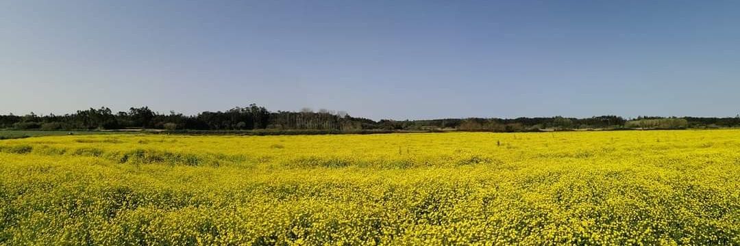 António Almeida banner