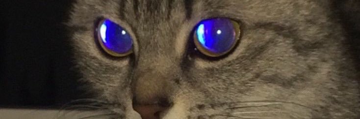 pizzaura's profile banner image