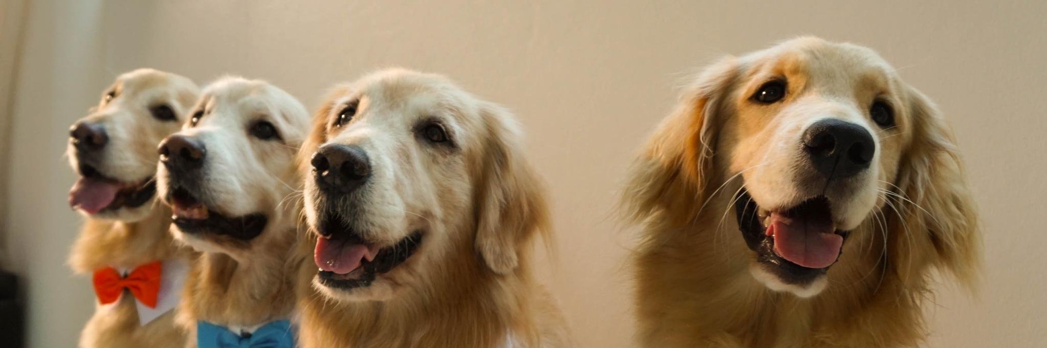 G_Retrieverz's profile banner image