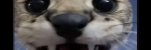 SpyderDKK's profile banner image