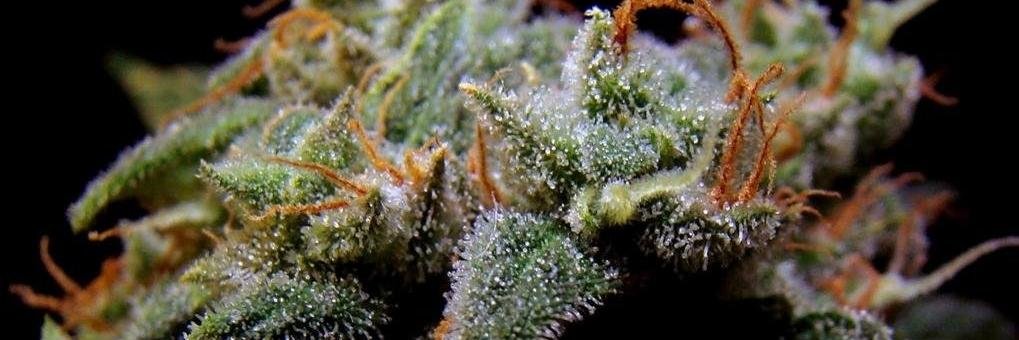 Cannabis Culture banner