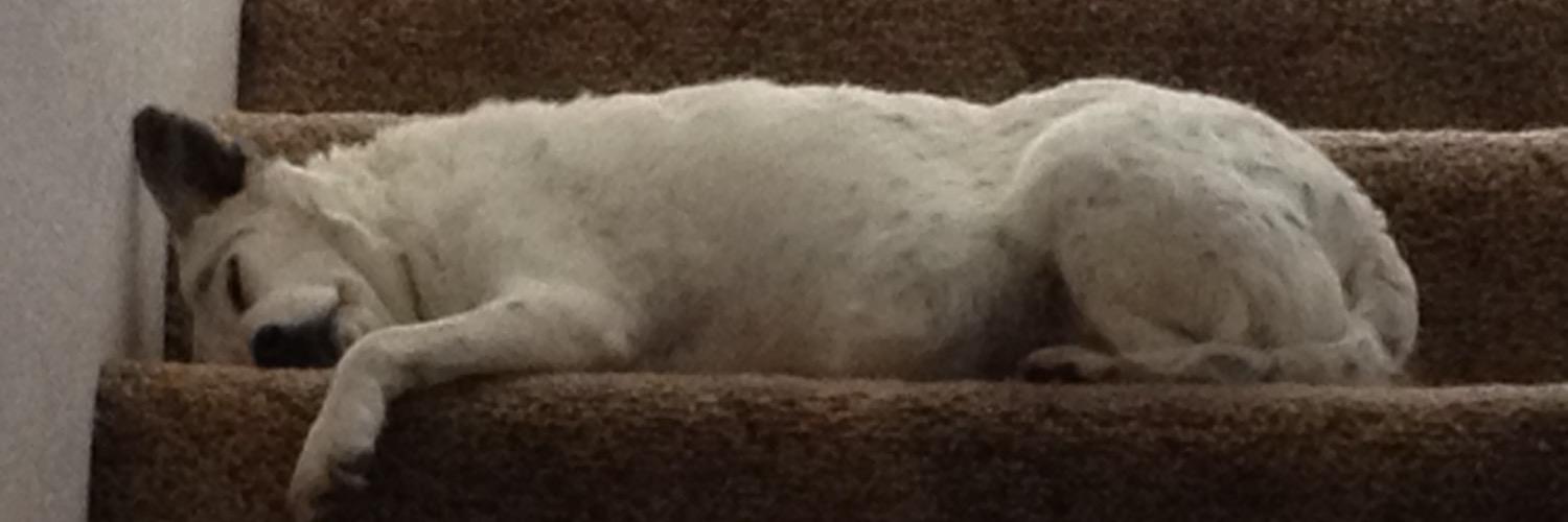 Aislindeva's profile banner image