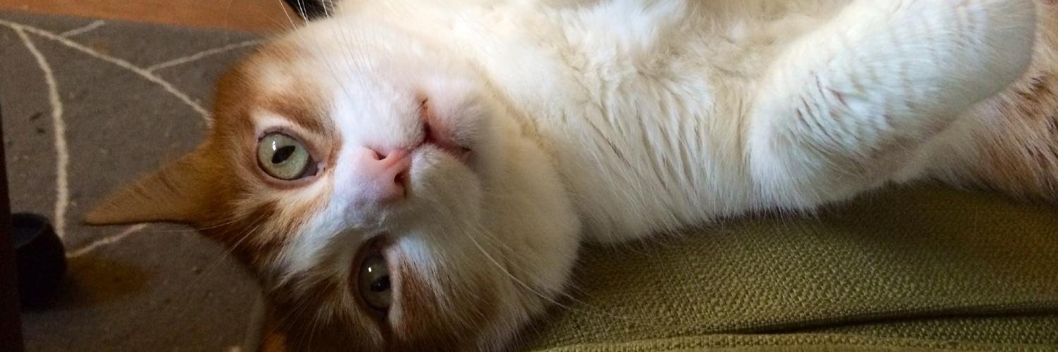 rexmastercat's profile banner image
