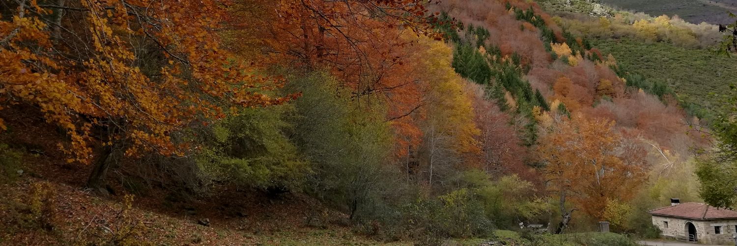 Naturalmonte's profile banner image