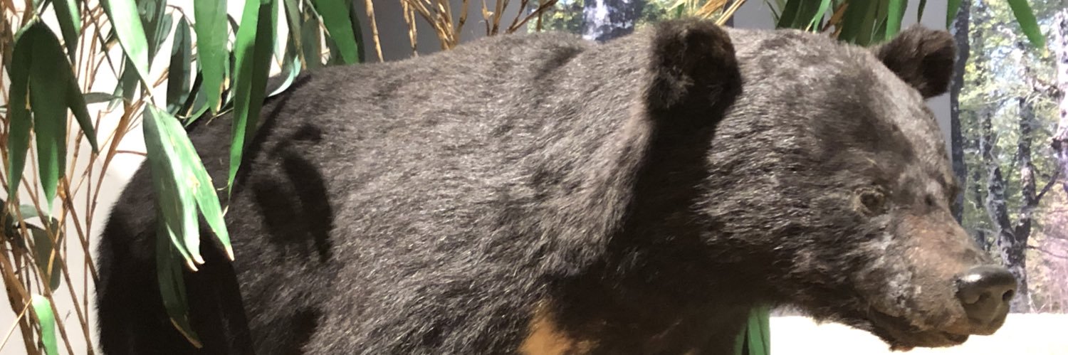 GWildboar's profile banner image