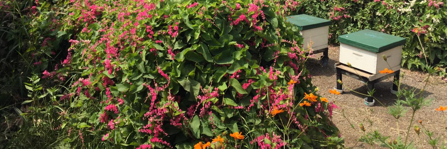 Dr. Kim Bothi banner