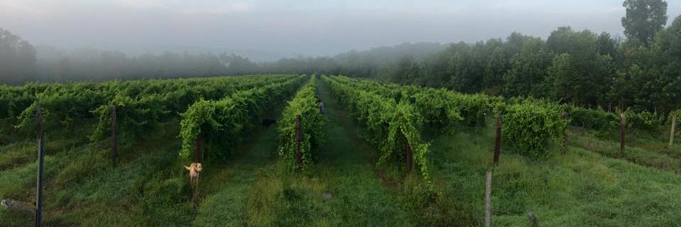 GSWinery's profile banner image