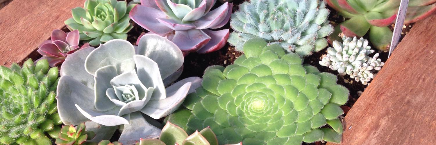 succulentgard's profile banner image