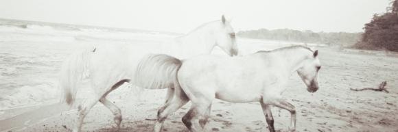 IndigoMeadows's profile banner image