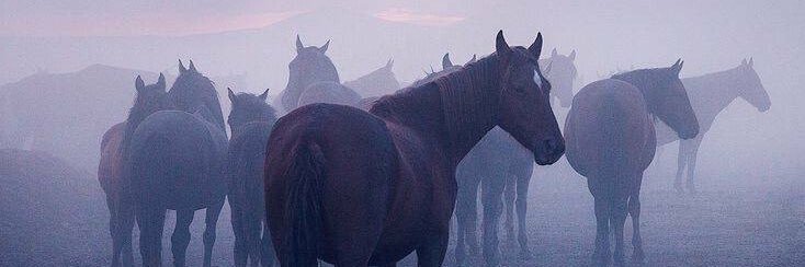 debra kadis banner