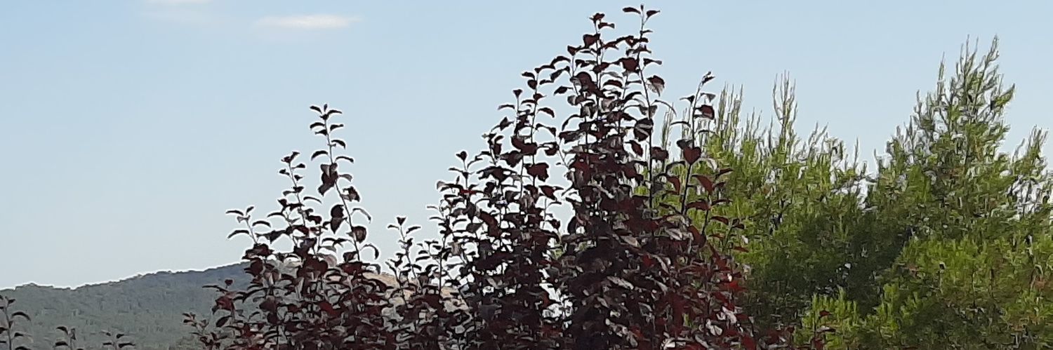 TSanchis_'s profile banner image
