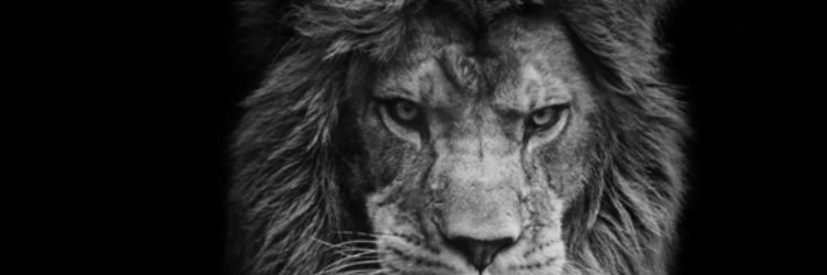 OleBisp's profile banner image