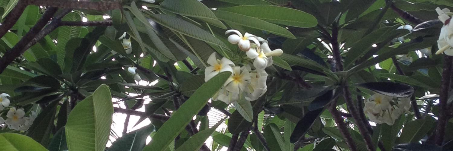 yoccococco's profile banner image