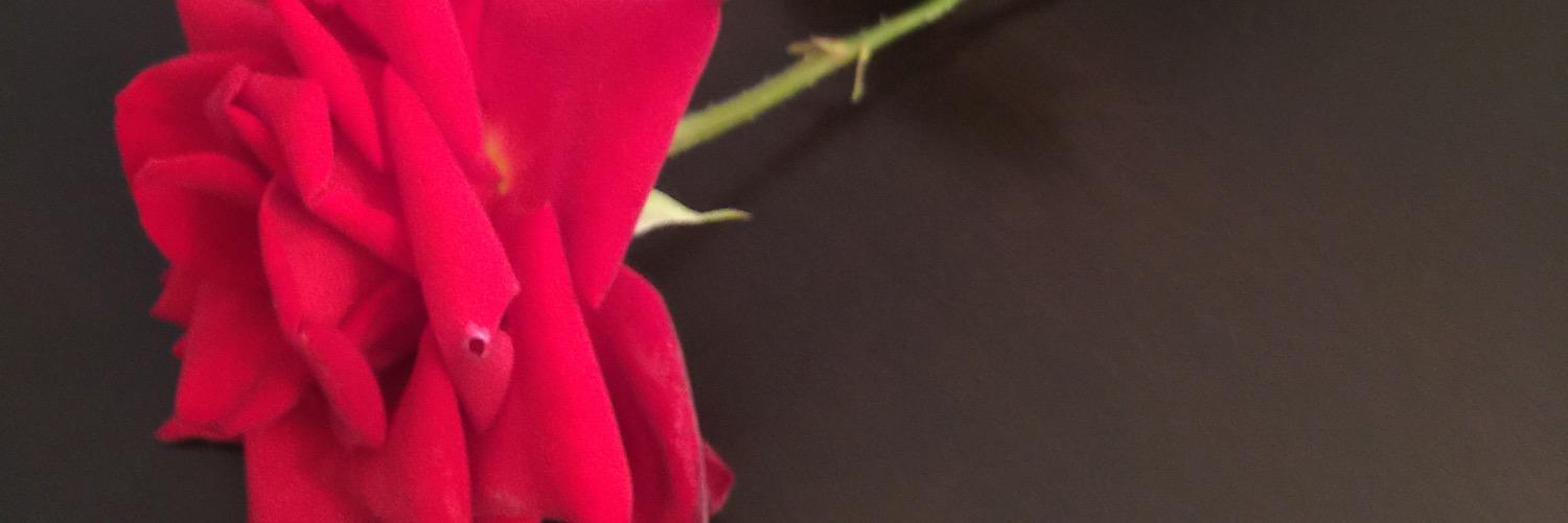 tiny37ng's profile banner image