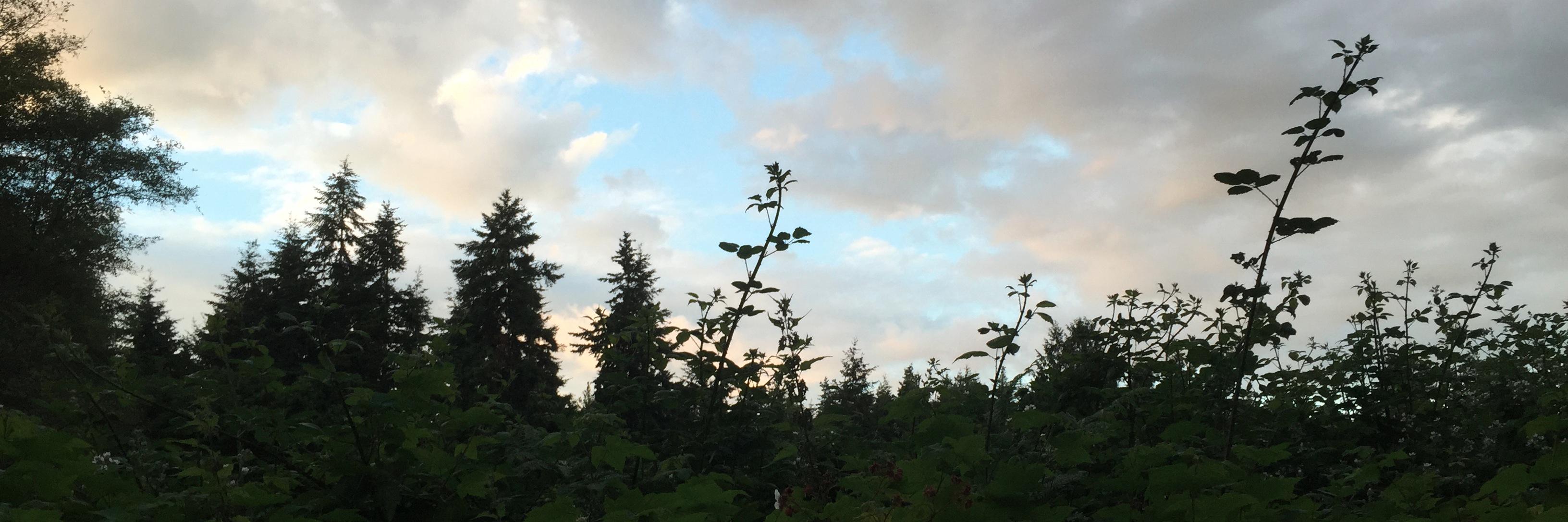 Carol Roh Spaulding banner