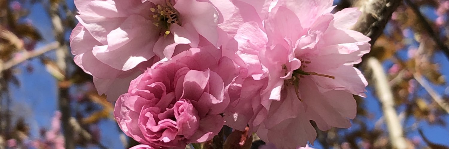 ChristineVanDW's profile banner image