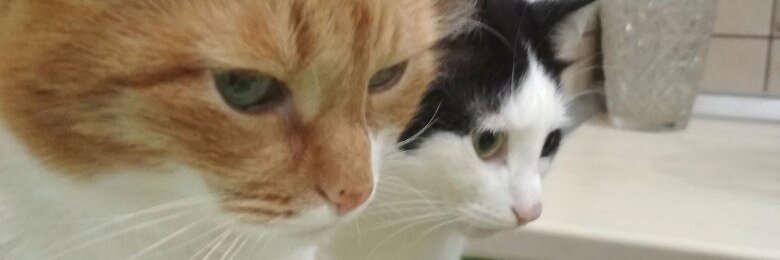 suselsusel90's profile banner image