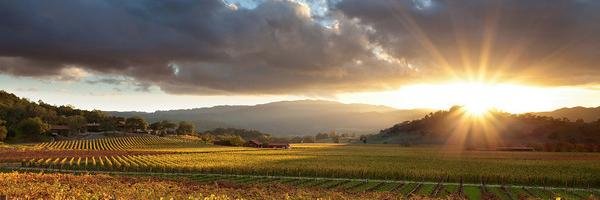 StephWineWalker's profile banner image