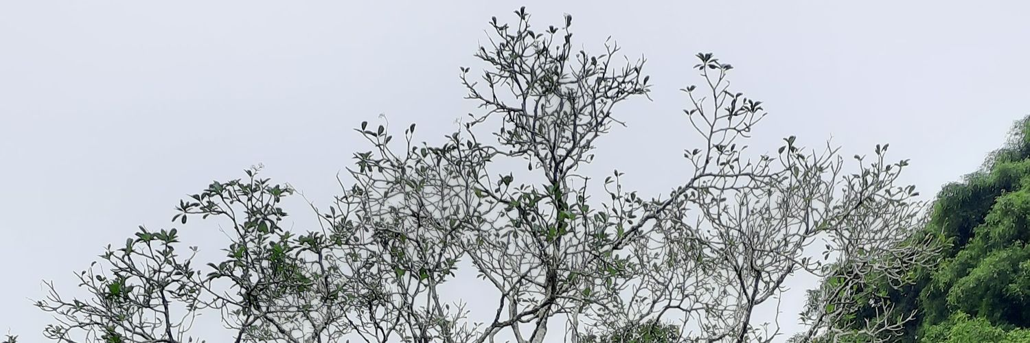 XediXermawan's profile banner image