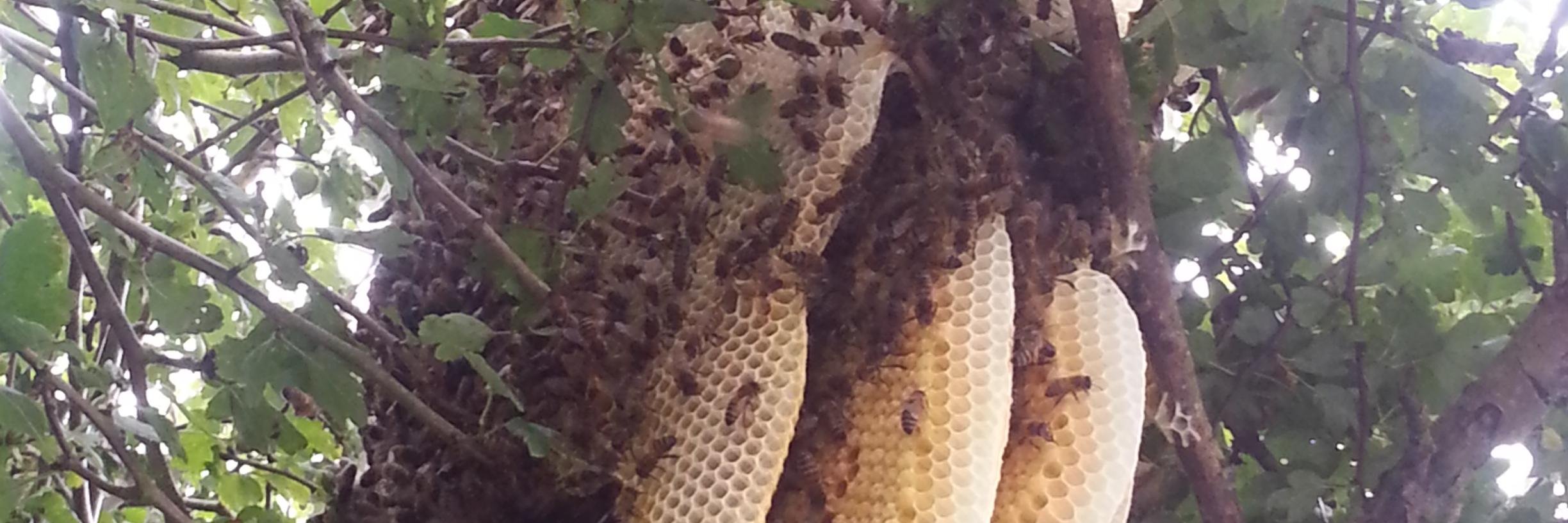 Bee Kind Hives banner