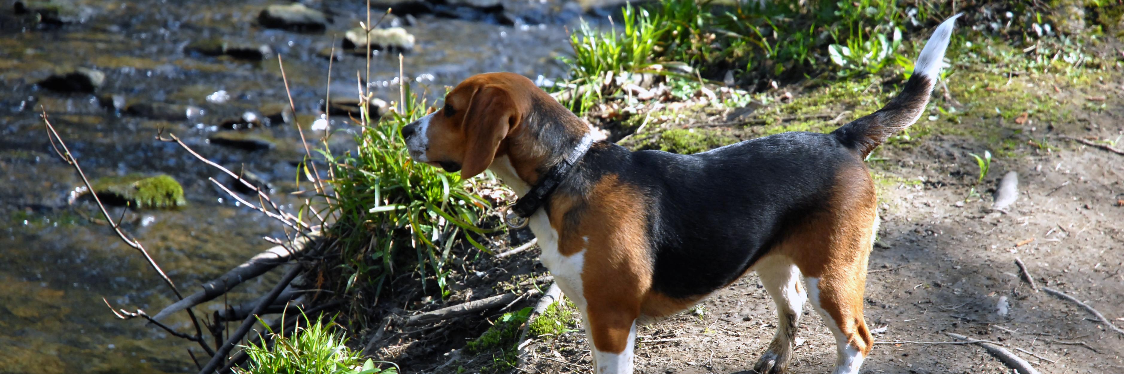 BeagleThingsWeb's profile banner image