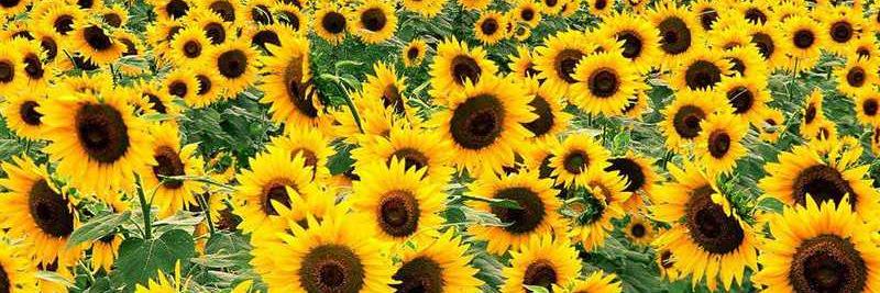 LauraLoo272's profile banner image