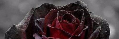 happily__strong's profile banner image