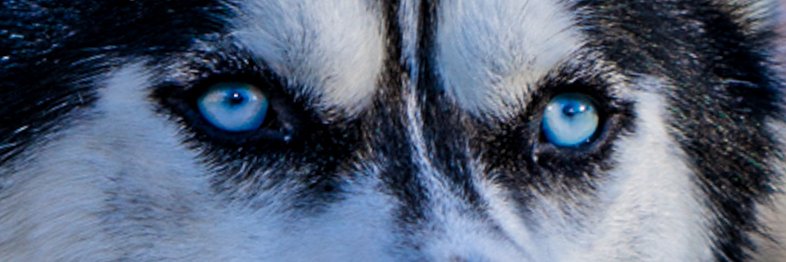 UConn Huskies's banner