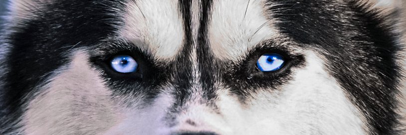 UConn Huskies banner