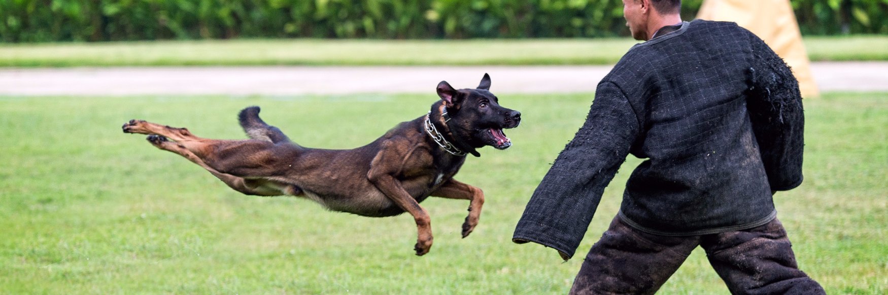 Britk9training's profile banner image